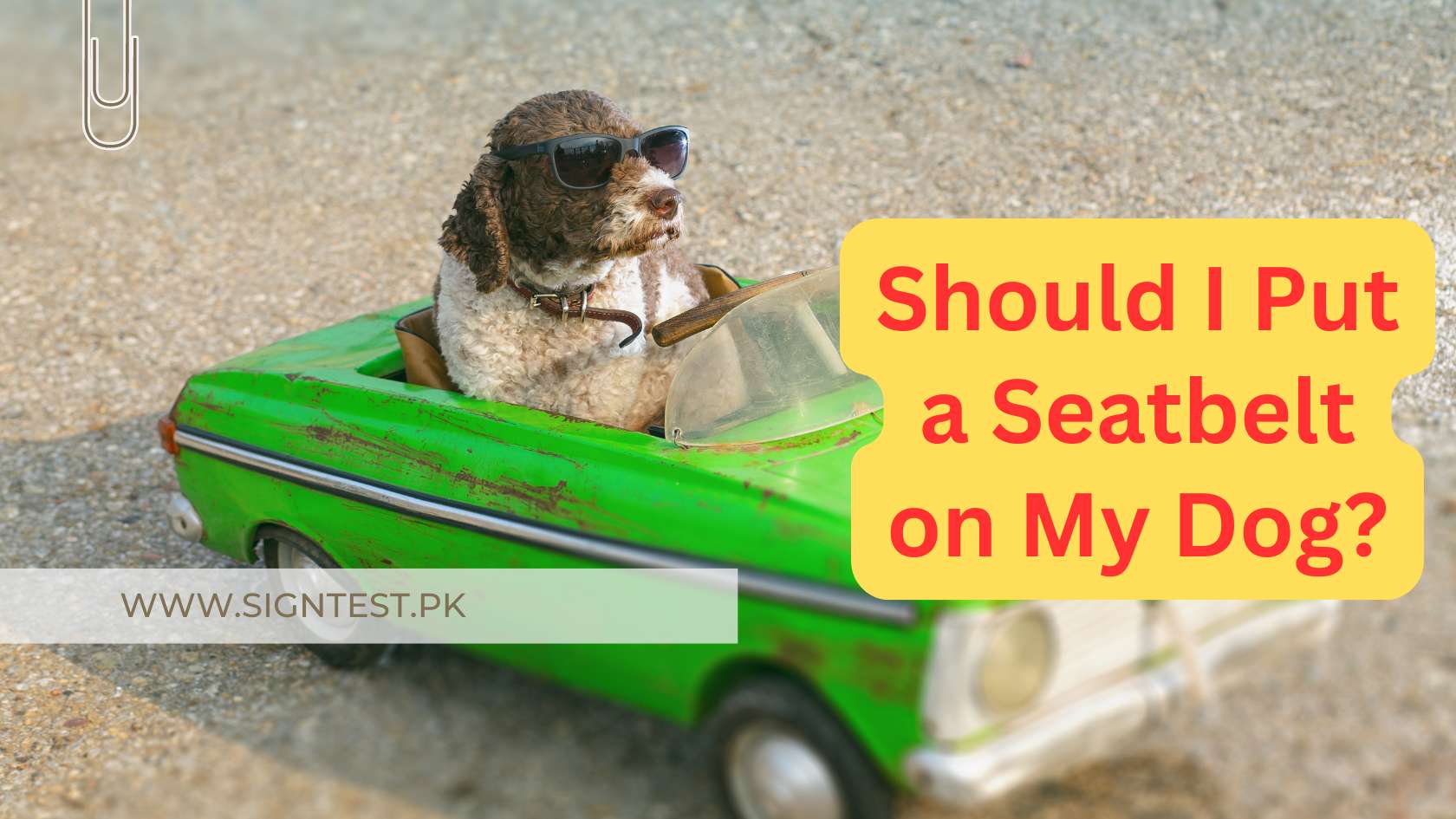 Should I Put a Seatbelt on My Dog